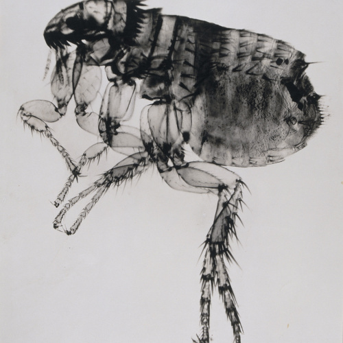 image for: Emili Godes - Puça - Cap a 1930