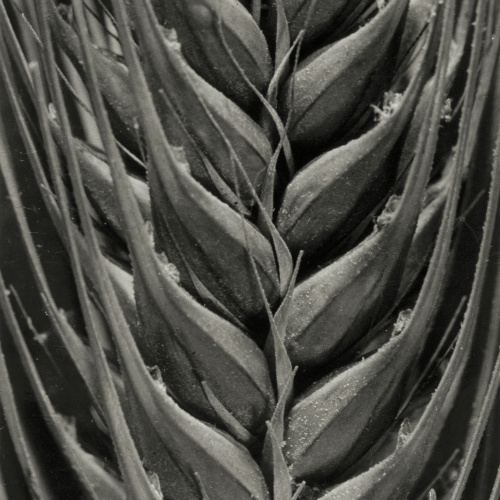 image for: Emili Godes - Espiga - Cap a 1930