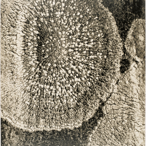 image for: Ton Sirera - Liquen sobre roca - Cap a 1959
