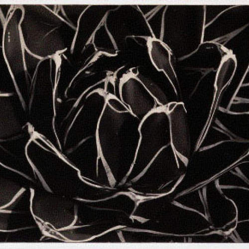 image for: Emili Godes - Cactus - Cap a 1930