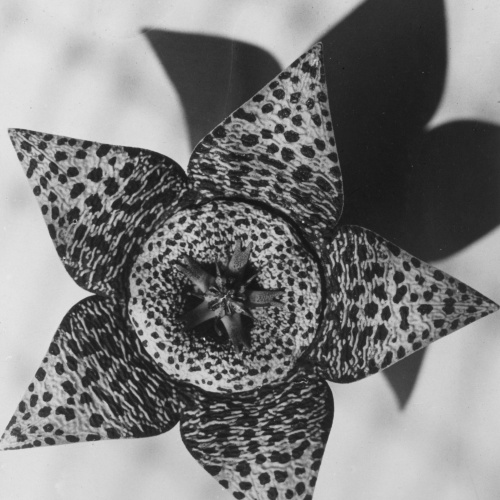 image for: Emili Godes - Cactus estrella - Cap a 1930