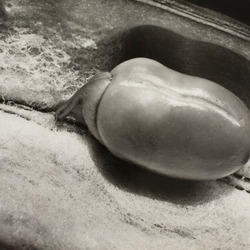image for: Emili Godes - Fava - Cap a 1930