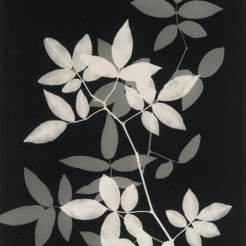 image for: Emili Godes - Sense títol - Cap a  1930