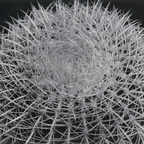 image for: Emili Godes - Cactus punxós - Cap a 1930
