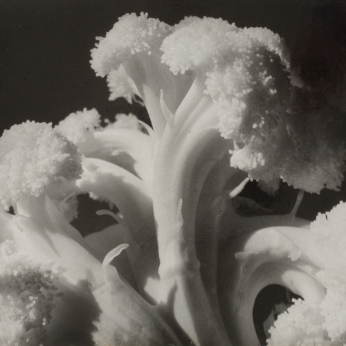 image for: Emili Godes - Coliflor - Cap a 1930