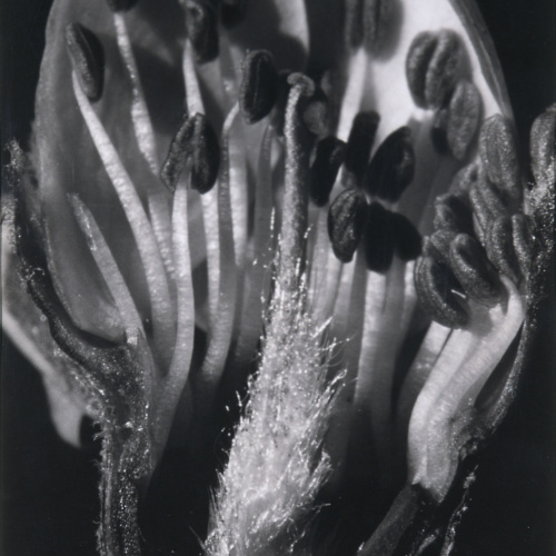 image for: Emili Godes - Poncella d&#039;ametller - Cap a 1930
