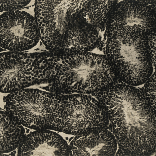 image for: Emili Godes - Sense títol - Cap a 1930