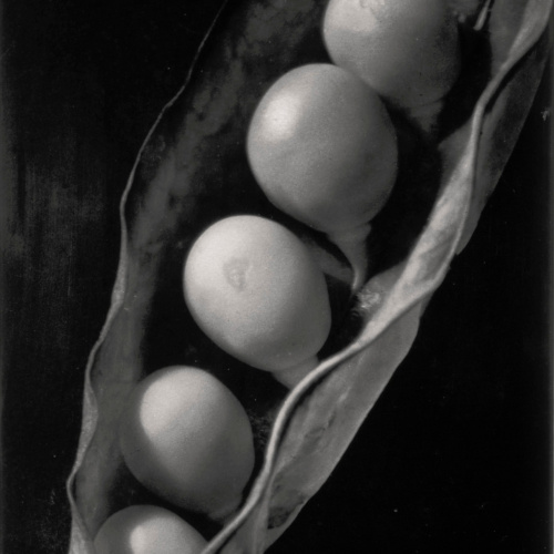 image for: Emili Godes - Pèsols - Cap a 1930