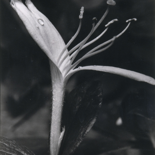 image for: Emili Godes - Flor de mare-selva amb gota de rosada - Cap a 1930
