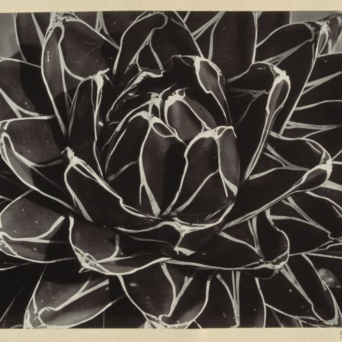 image for: Emili Godes - Cactus - Cap a 1930
