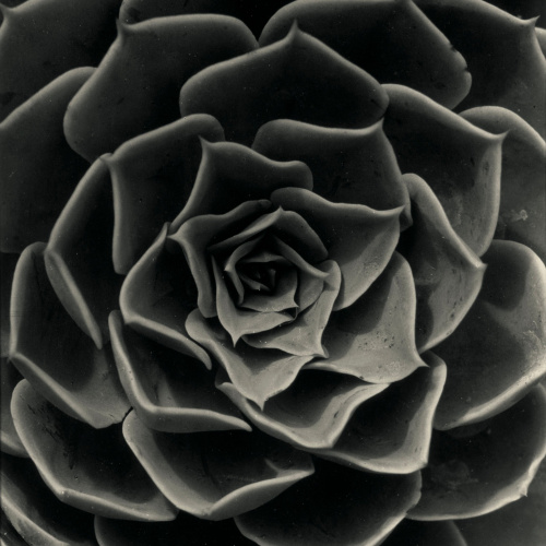 image for: Emili Godes - Cactus - Cap a 1930
