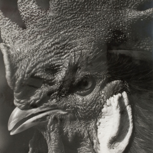image for: Emili Godes - Gall - Cap a 1930