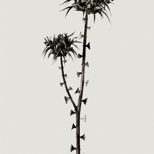 image for: Joan Fontcuberta - Braohypoda frustata (Herbarium) - 1984