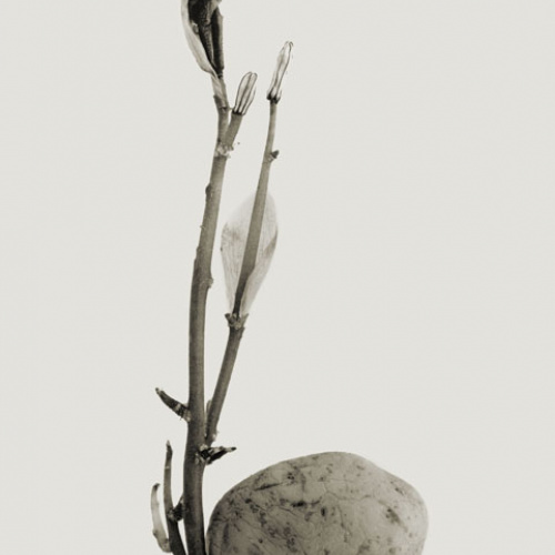 image for: Joan Fontcuberta - Typhatata pulcra (Herbarium) - 1982