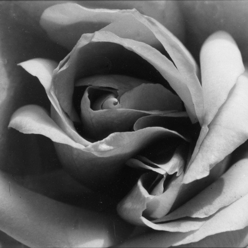 image for: Emili Godes - Rosa - Cap a 1930