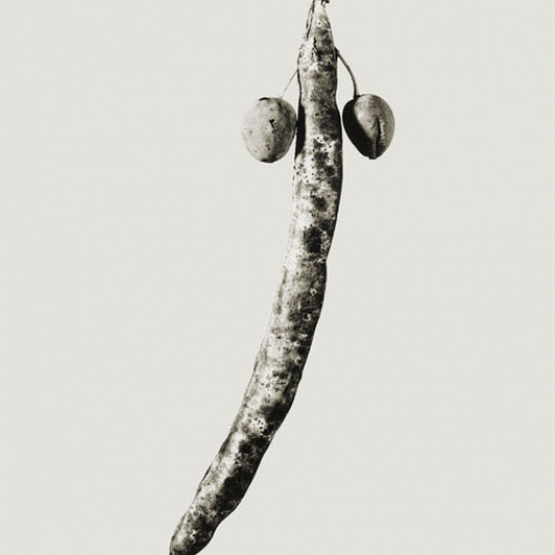 image for: Joan Fontcuberta - Astrophytus dicotiledoneus (Herbarium) - 1984