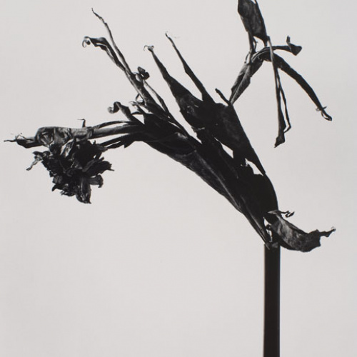 image for: Joan Fontcuberta - Rasputina ecléctica (Herbarium) - 1982