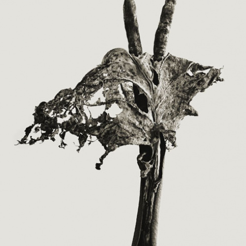 image for: Joan Fontcuberta - Dendrita victoriosa (Herbarium) - 1982