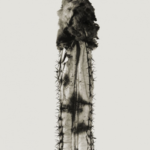 image for: Joan Fontcuberta - Phyllocactus chumba (Herbarium) - 1984