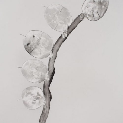 image for: Joan Fontcuberta - Himenea flaccida (Herbarium) - 1983