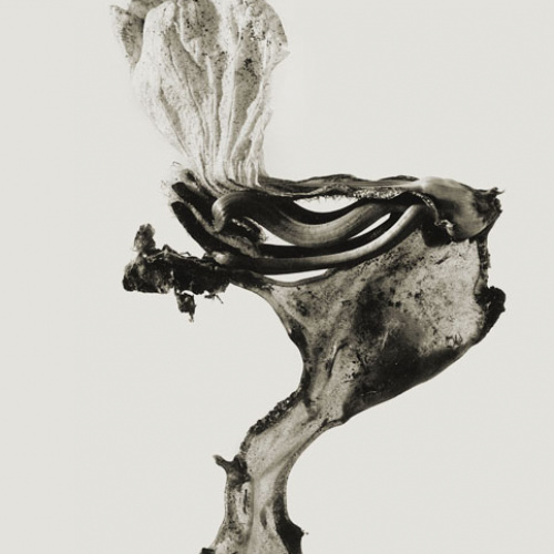image for: Joan Fontcuberta - Guillumeta polymorpha (Herbarium) - 1982