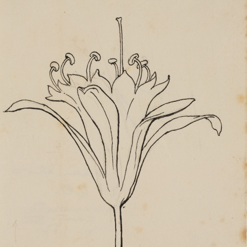 image for: Apel·les Mestres - Lliri de mar. Culdellàntia per al poema «Liliana» d&#039;Apel·les Mestres - Cap a 1907