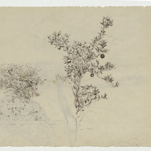 image for: Marià Fortuny - Croquis de tapissos (anvers) / Branques amb fulles i fruits (revers) - Cap a 1870-1872 [1]