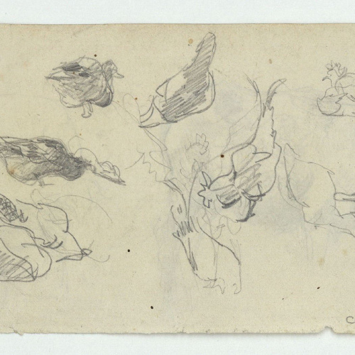 image for: Marià Fortuny - Rucs (anvers) / Ànecs i gallines (revers) - Cap a 1870-1872 [1]