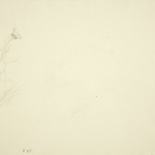 image for: Marià Fortuny - Llàntia d&#039;estil musulmà (anvers) / Planta florida (revers) - Cap a 1870-1872 [1]