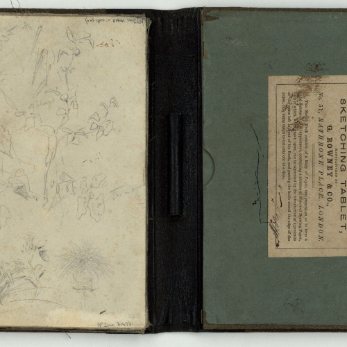 image for: Marià Fortuny - Esbós de plantes - Cap a 1866-1874