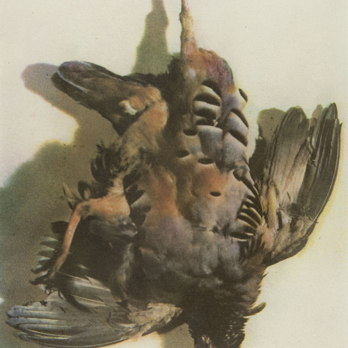 image for: Josep Maria Casals i Ariet - Perdiu (natura morta) - Cap a 1930-1950