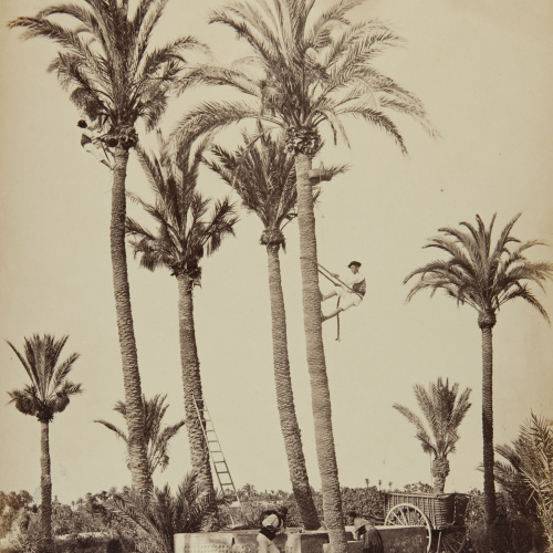 image for: Jean Laurent - Elche (Alicante). Palmeras y huertanos - Cap a 1865
