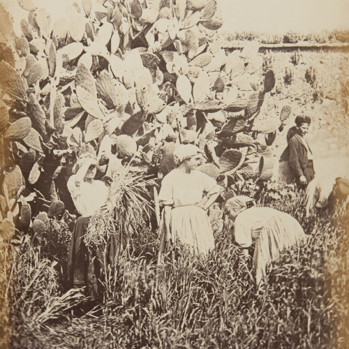 image for: Jean Laurent - Cordove. Les moissonneuses (d&#039;après nature) - Cap a 1865