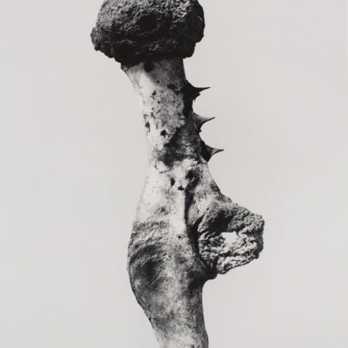 image for: Joan Fontcuberta - Supratex horadatus (Herbarium) - 1982