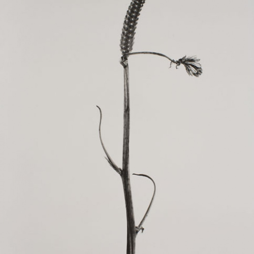 image for: Joan Fontcuberta - Bifilia mastegata (Herbarium) - 1982