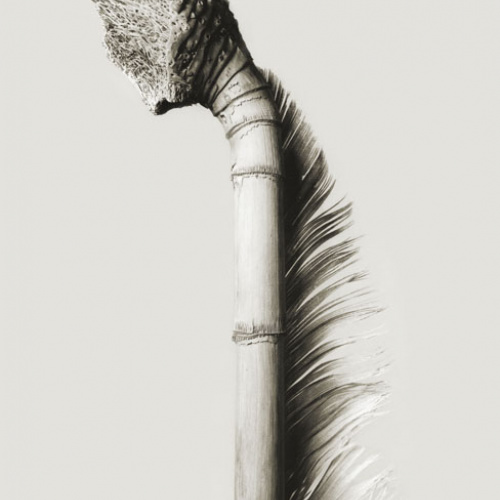 image for: Joan Fontcuberta - Mullerpolis plunfis (Herbarium) - 1983