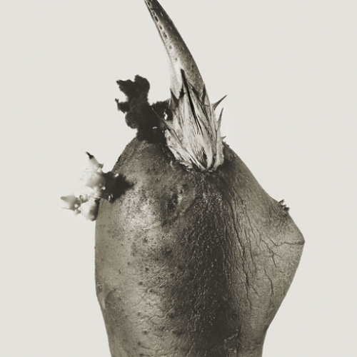 image for: Joan Fontcuberta - Philosifux hyemale (Herbarium) - 1984