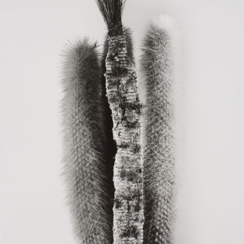 image for: Joan Fontcuberta - Physostegia afeitata (Herbarium) - 1984