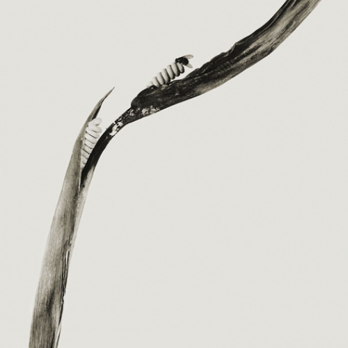 image for: Joan Fontcuberta - Pirulera salbitana (Herbarium) - 1983