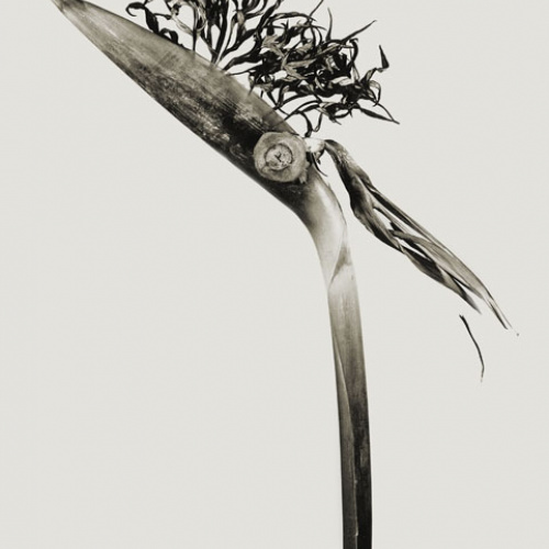 image for: Joan Fontcuberta - Giliandria escoliforcia (Herbarium) - 1984