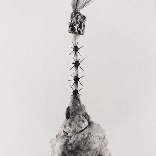 image for: Joan Fontcuberta - Aspegia buphera (Herbarium) - 1985