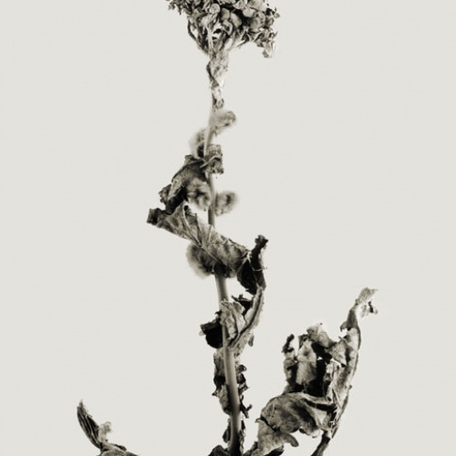 image for: Joan Fontcuberta - Tiskovina navigata (Herbarium) - 1982