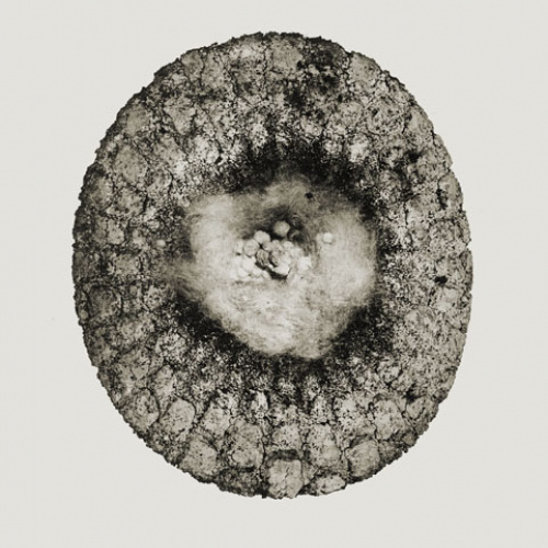 image for: Joan Fontcuberta - Flor miguera (Herbarium) - 1984