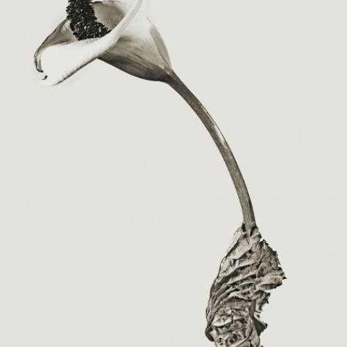 image for: Joan Fontcuberta - Cala rasca (Herbarium) - 1983