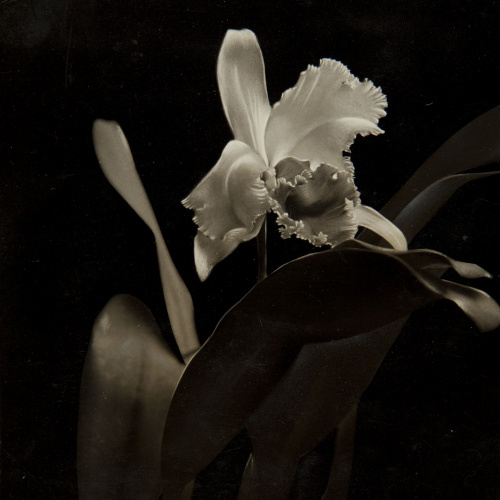 image for: COMPAL. Barcelona - Cattleya Hibernalis - No datat
