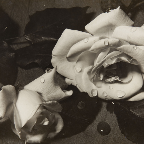 image for: Josep Sala Campàs - [Roses] - No datat