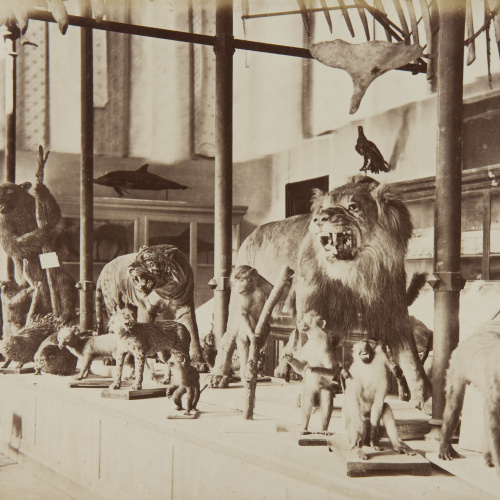 image for: Joan Martí  - Museo de Historia Natural - 1877