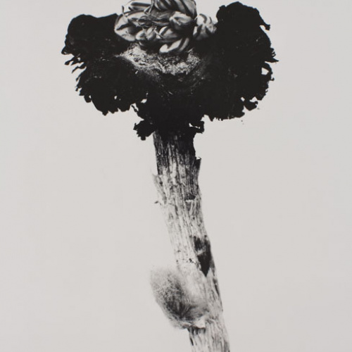 image for: Joan Fontcuberta - Fungus mungus (Herbarium) - 1982