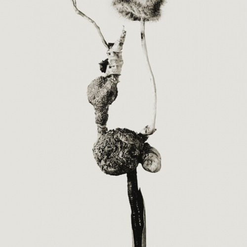 image for: Joan Fontcuberta - Barrufeta godafreda (Herbarium) - 1984