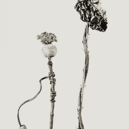 image for: Joan Fontcuberta - Benedictus popus-Nizozemska osrama (Herbarium) - 1983